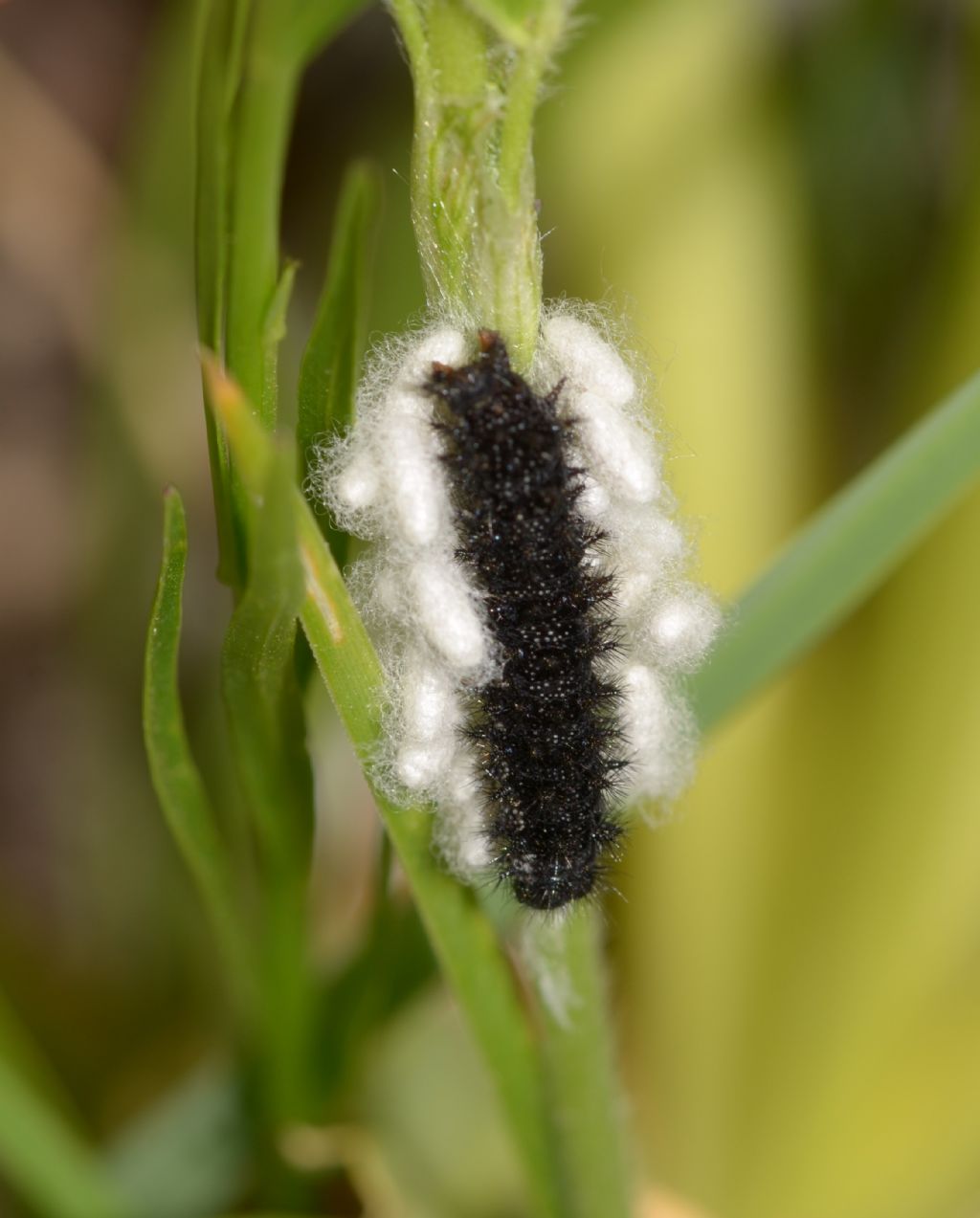 Bruco scuro da identificare: Euphydryas provincialis - Nymphaildae